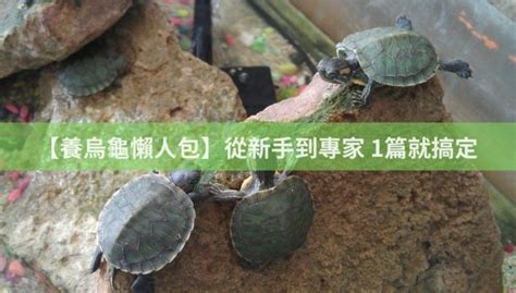 烏龜養殖|【養烏龜懶人包】：從新手到專家，1篇就搞定